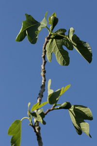 Flying Marrows fig